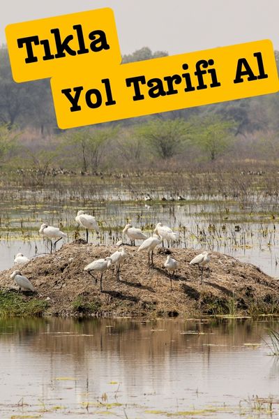 acıgöl kuş cenneti afyon