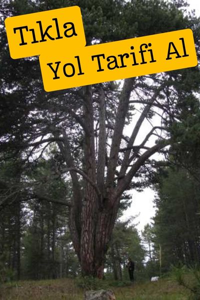 Çankırı dokuz kardeşler çamı