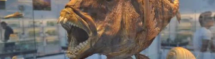 deniz ve su Ürünleri müzesi