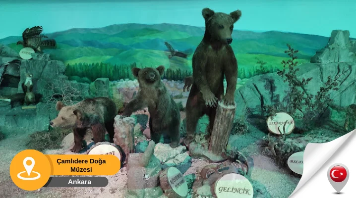 Camlidere doga ve hayvan muzesi Çamlıdere doğa ve hayvan müzesi ankara