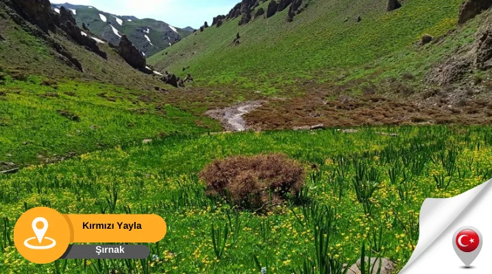 Şırnak kırmızı yayla
