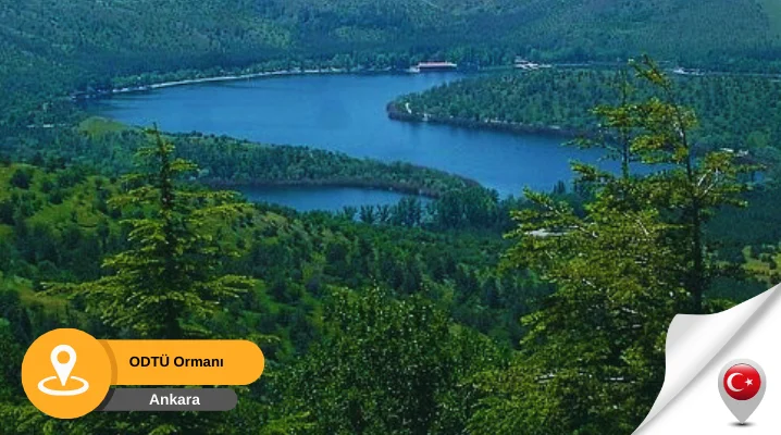 Odtu ormani orta doğu teknik Üniversitesi ormanı