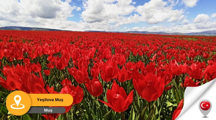 muş yeşilova