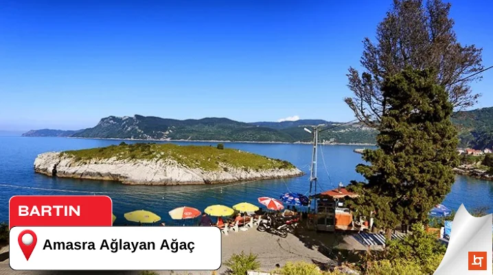 Amasra Ağlayan Ağaç