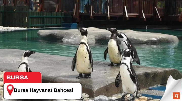 Bursa Hayvanat Bahçesi