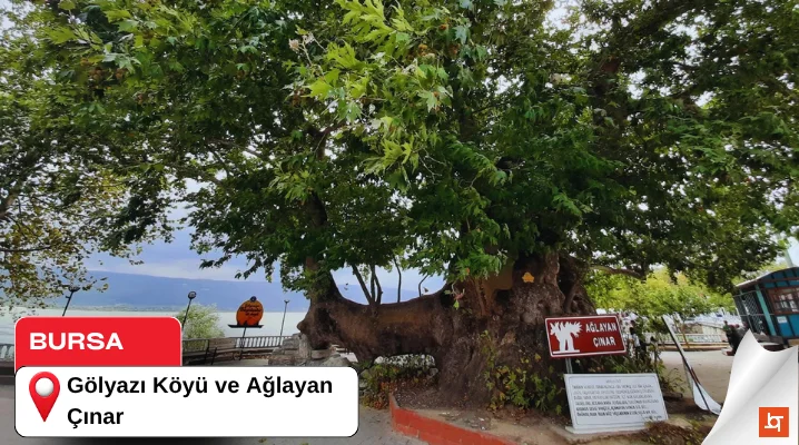 Gölyazı Köyü ve Ağlayan Çınar