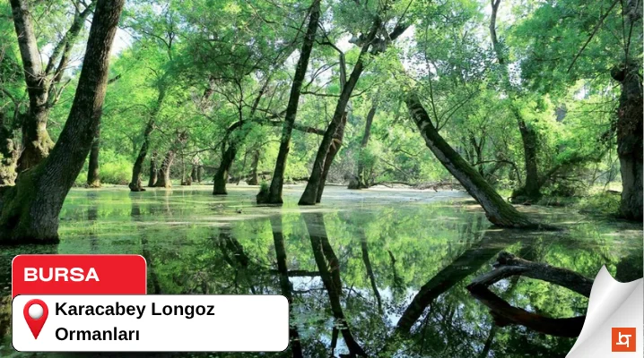 Karacabey Longoz Ormanları