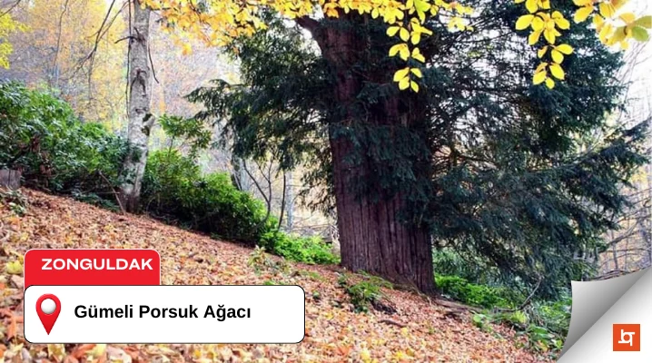 Gümeli Tabiat Anıtı (Porsuk Ağacı)