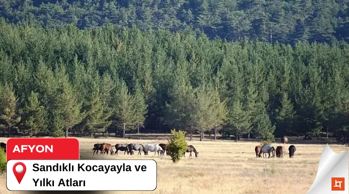 Sandıklı Kocayayla ve Yılkı Atları