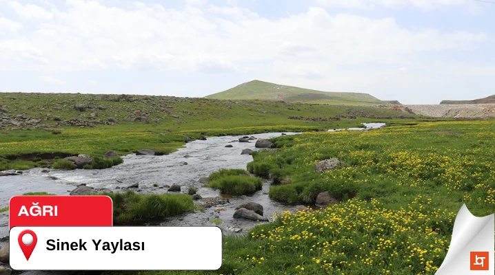 Sinek Yaylası