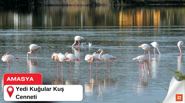 Yedi Kuğular Kuş Cenneti