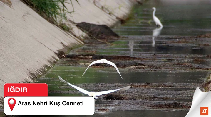 Aras Nehri Kuş Cenneti