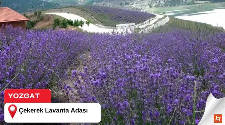 Yozgat Çekerek Lavanta Adası