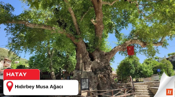 Hıdırbey Musa Ağacı