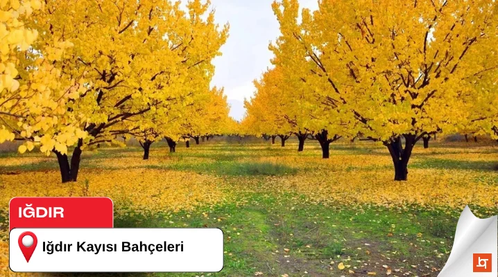 Iğdır Kayısı Bahçeleri