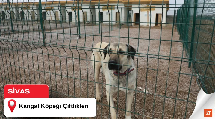 Kangal Köpeği Çiftlikleri