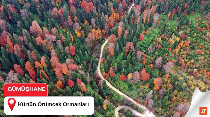 Kürtün Örümcek Ormanları