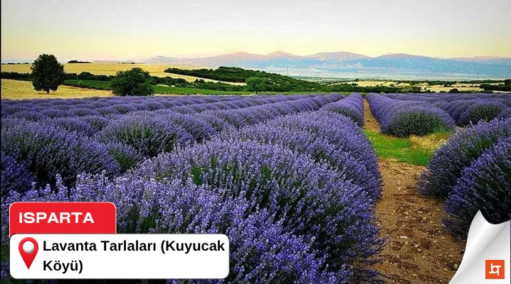 Lavanta Tarlaları (Kuyucak Köyü)