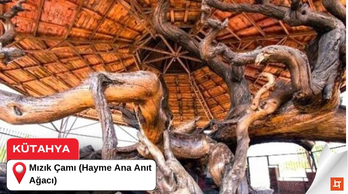 Mızık Çamı (Hayme Ana Anıt Ağacı)