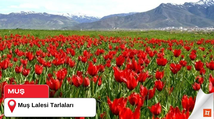 Muş Lalesi Tarlaları