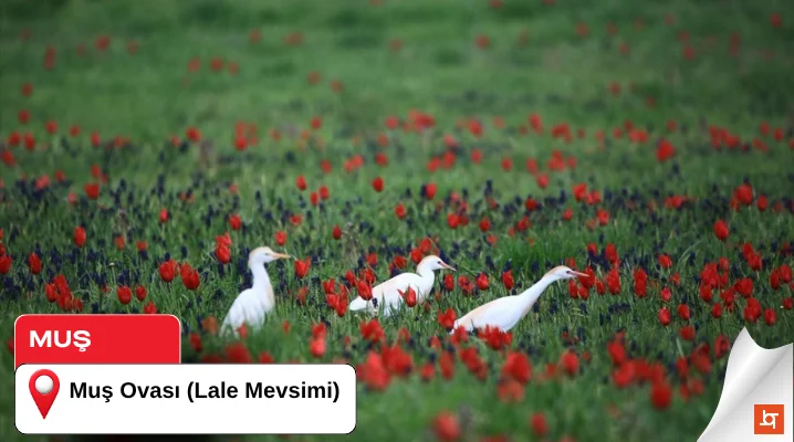 Muş Ovası (Lale Mevsimi)