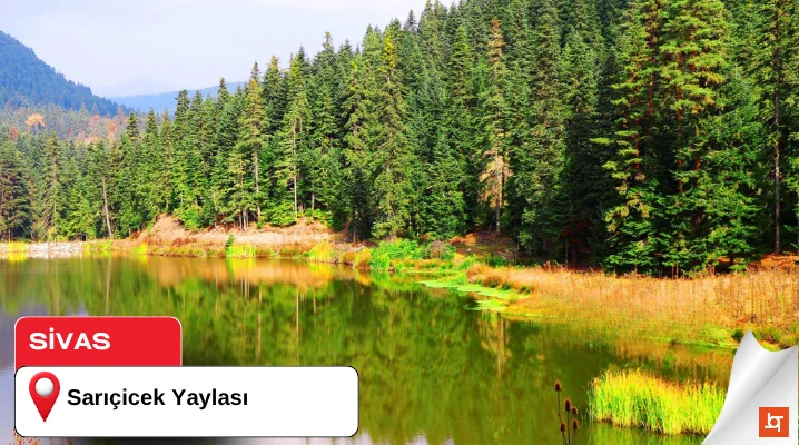 Sarıçicek Yaylası