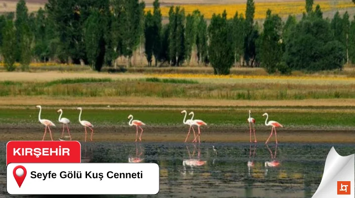 Seyfe Gölü Kuş Cenneti