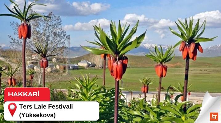 Ters Lale Festivali (Yüksekova)