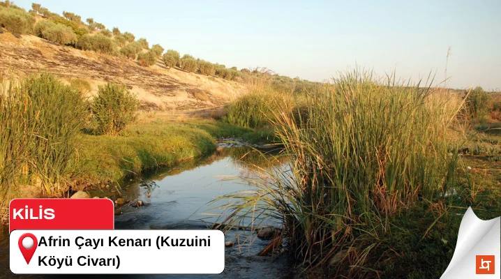 Afrin Çayı Kenarı (Kuzuini Köyü Civarı)