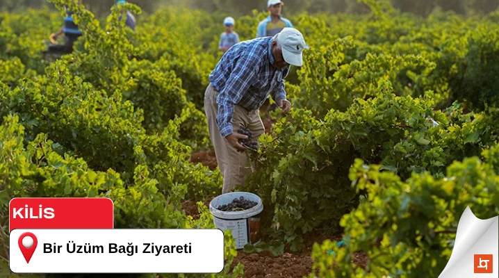 Bir Üzüm Bağı Ziyareti