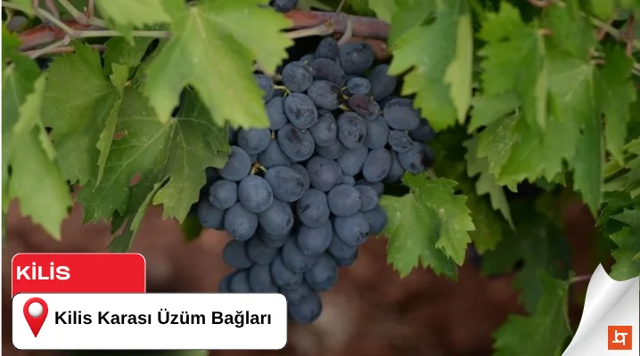 Kilis Karası Üzüm Bağları