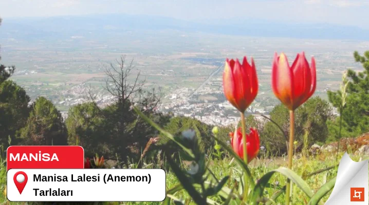 Manisa Lalesi (Anemon) Tarlaları
