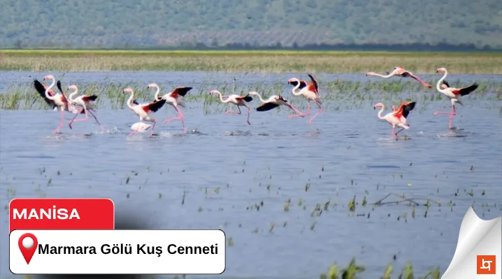 Marmara Gölü Kuş Cenneti