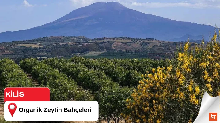 Organik Zeytin Bahçeleri