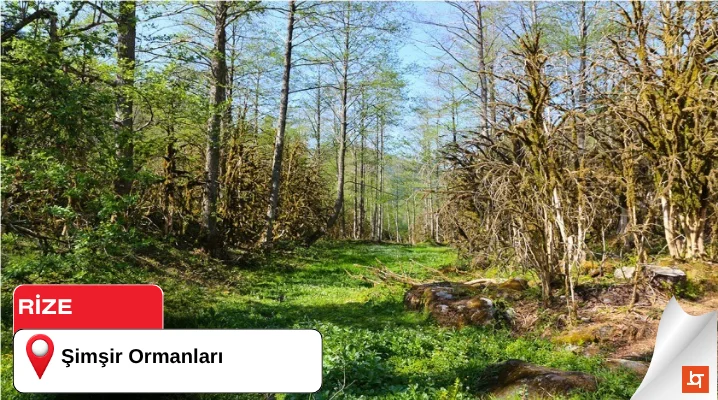 Şimşir Ormanları