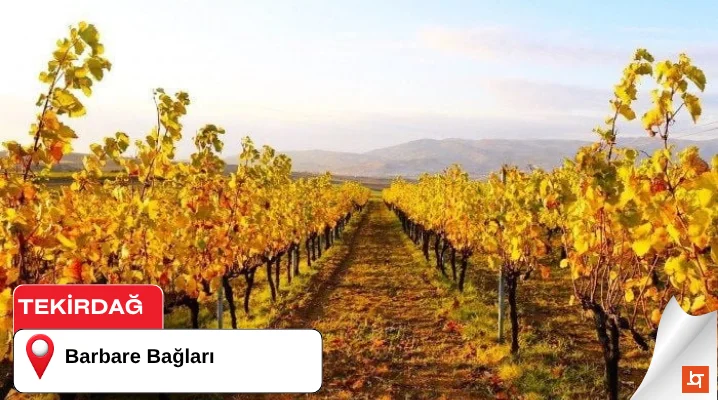 Barbare Bağları