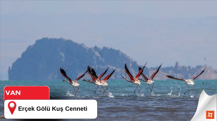 Erçek Gölü Kuş Cenneti