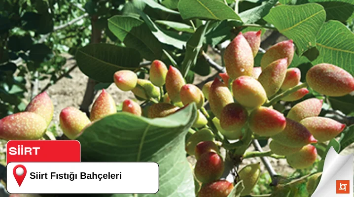 Siirt Fıstığı Bahçeleri