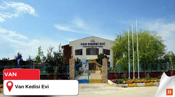 Van Kedisi Evi