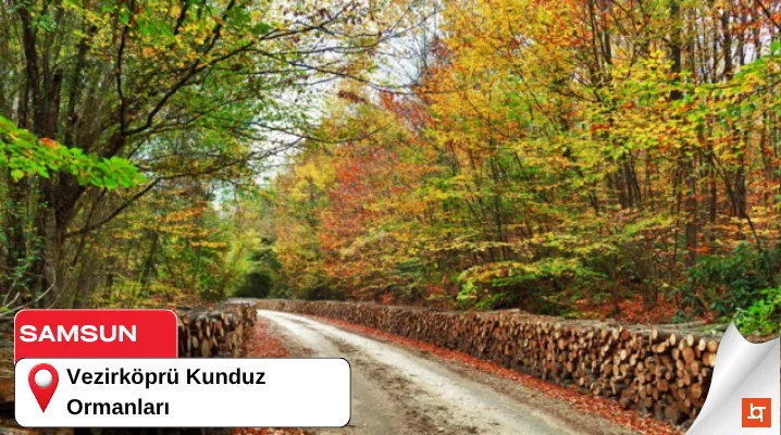 Vezirköprü Kunduz Ormanları