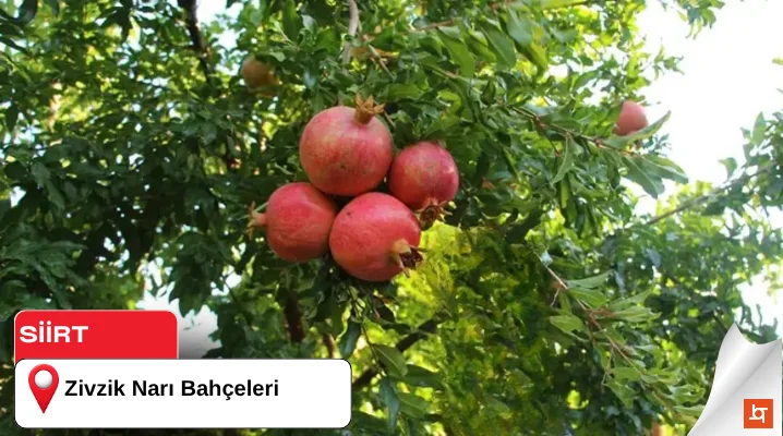 Zivzik Narı Bahçeleri